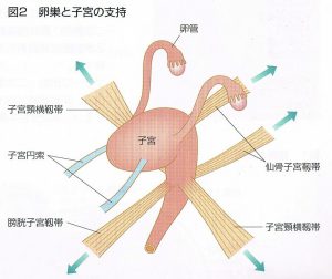 鍼灸,不妊,体質改善,不妊治療,千葉,稲毛,美浜区,稲毛区,整体,体外受精,人工授精,高齢出産,したい,妊娠,