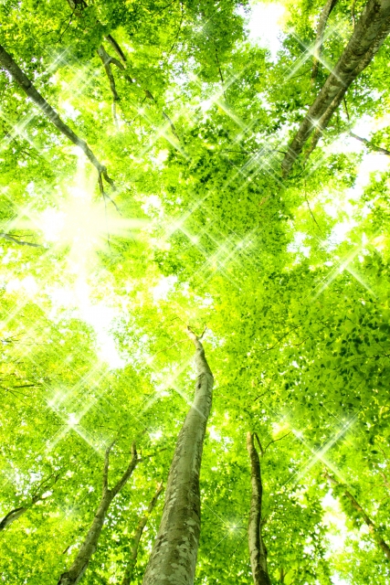 新緑,森林,呼吸