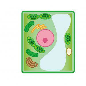 ミトコンドリア,代謝