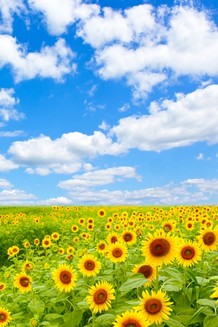 妊娠,施術,期日,妊娠,自然,治癒力