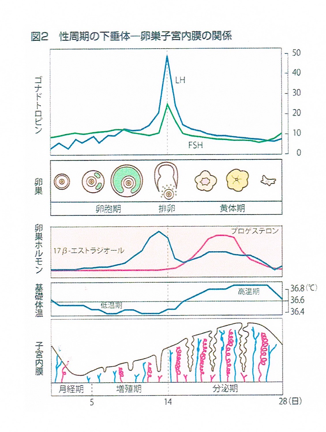 不妊,鍼灸,稲毛,千葉,体質,改善,整体,不妊治療,子宮,,妊娠,したい,基礎体温,ストレス,