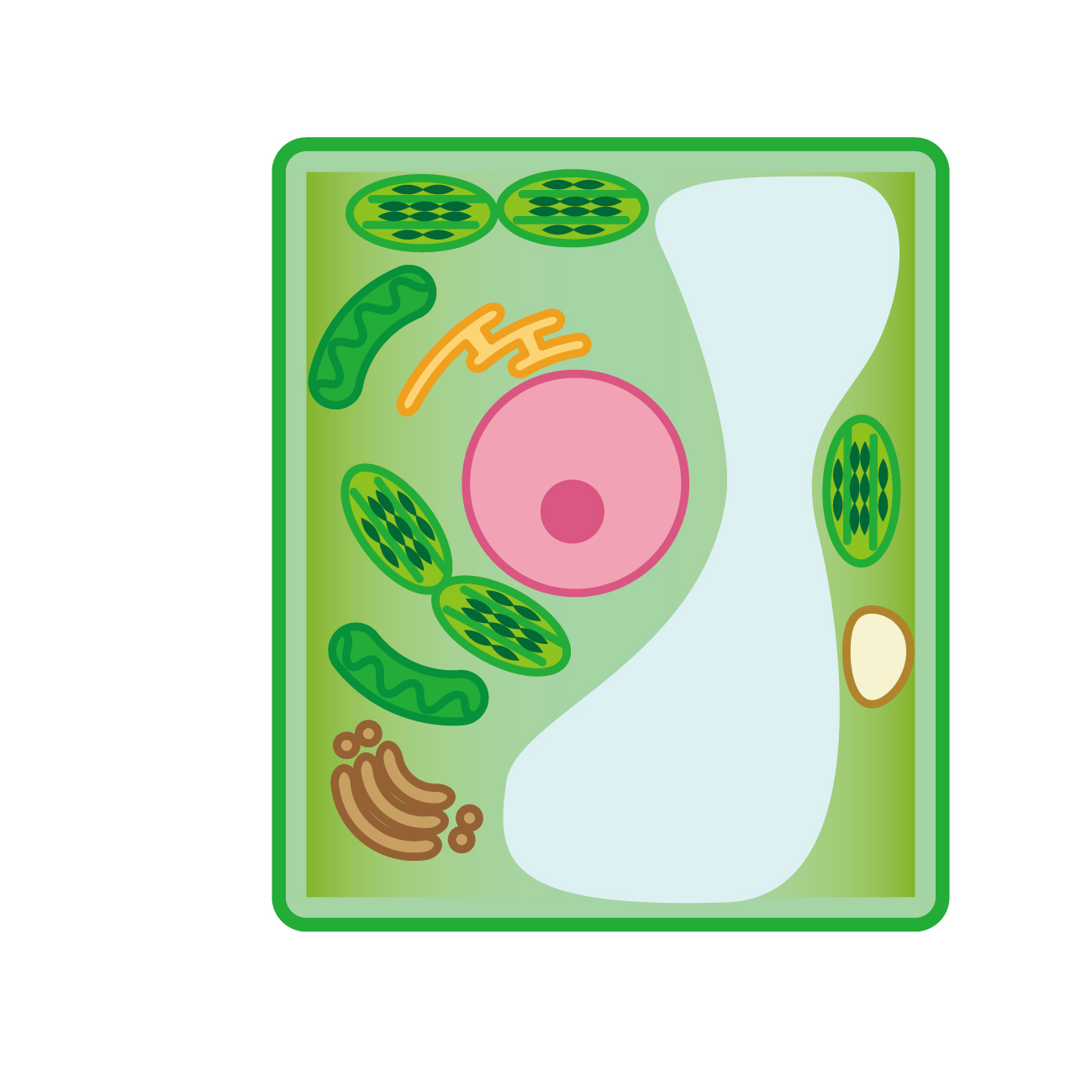 ミトコンドリア,代謝